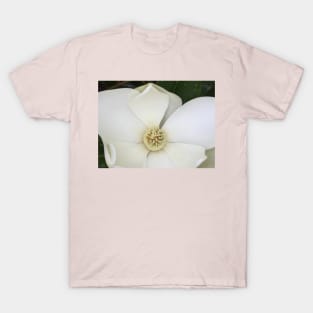 Ashburn, VA -- Spring Magnolia Tree Blossoms T-Shirt